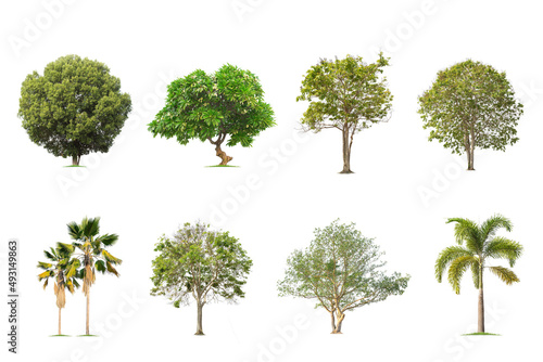 isolated big tree on White Background. The collection of trees. tropical trees isolated used for design, advertising and architecture © Gan