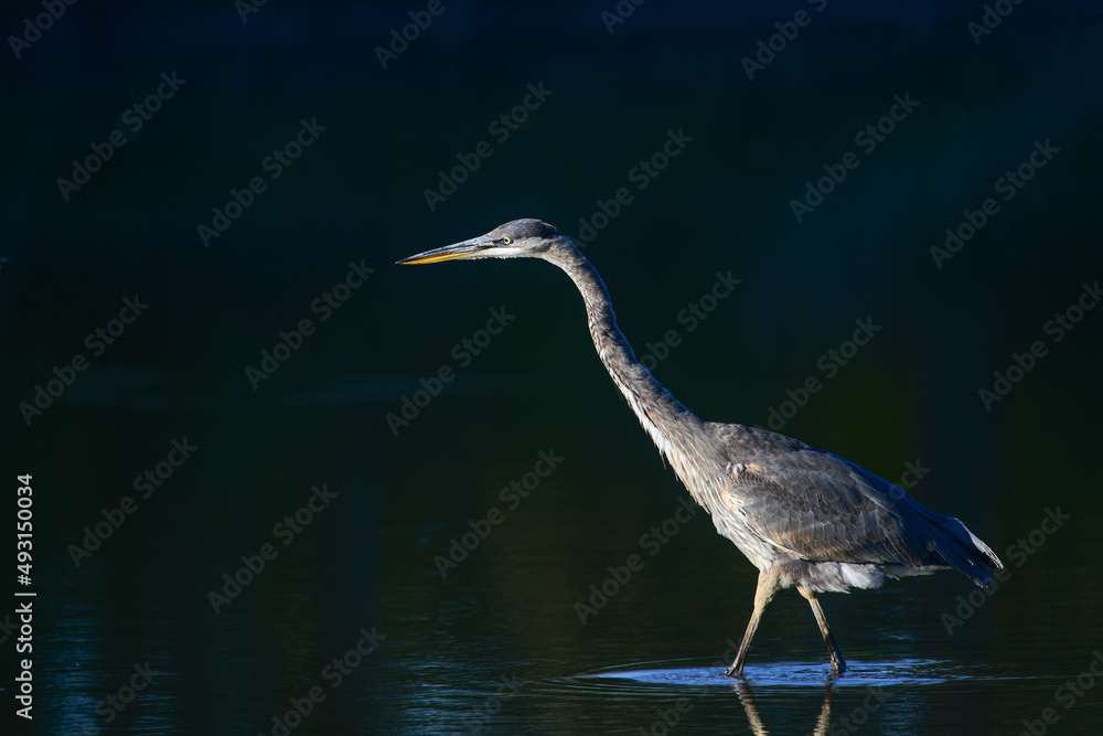Image of Great Blue Heron in nature setting Image of Great Blue Heron in nature setting