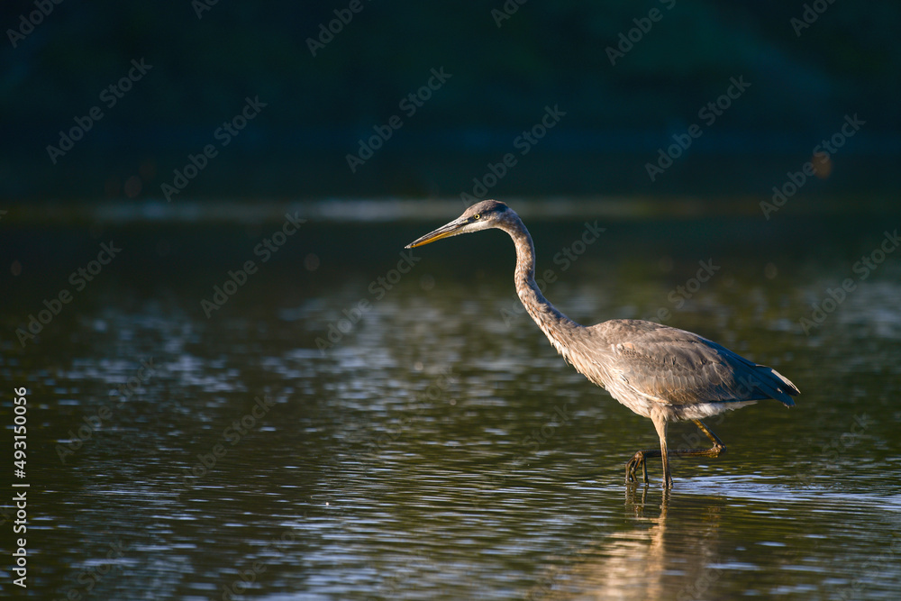 Image of Great Blue Heron in nature setting Image of Great Blue Heron in nature setting