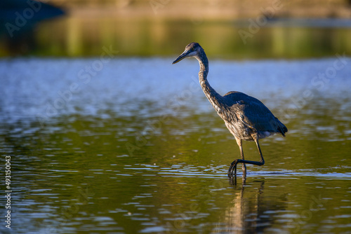 Image of Great Blue Heron in nature setting