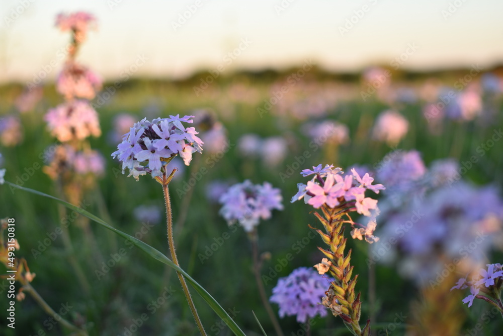 Obraz premium flowers in the field