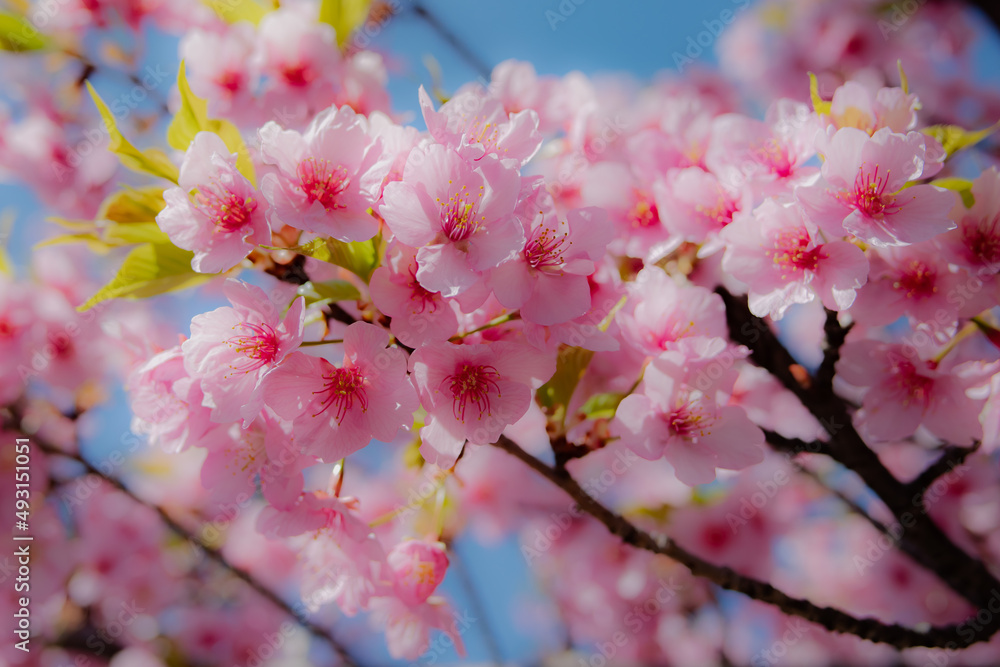 山地司、【八重桜　関山1】、希少な額装用画集より、状態良好、新品額装付 お気にいる 山地司、【八重桜 関山1】、希少な額装用画集より