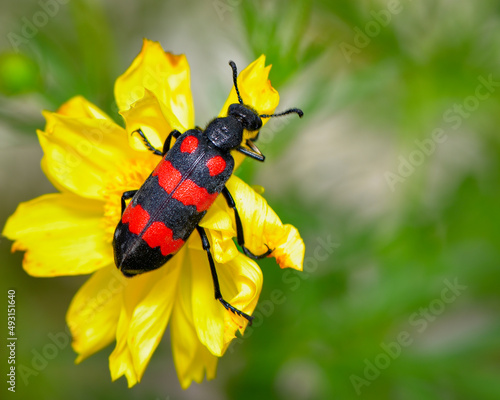 Close up of Blister beetle, Mylabris pustulata on a flower