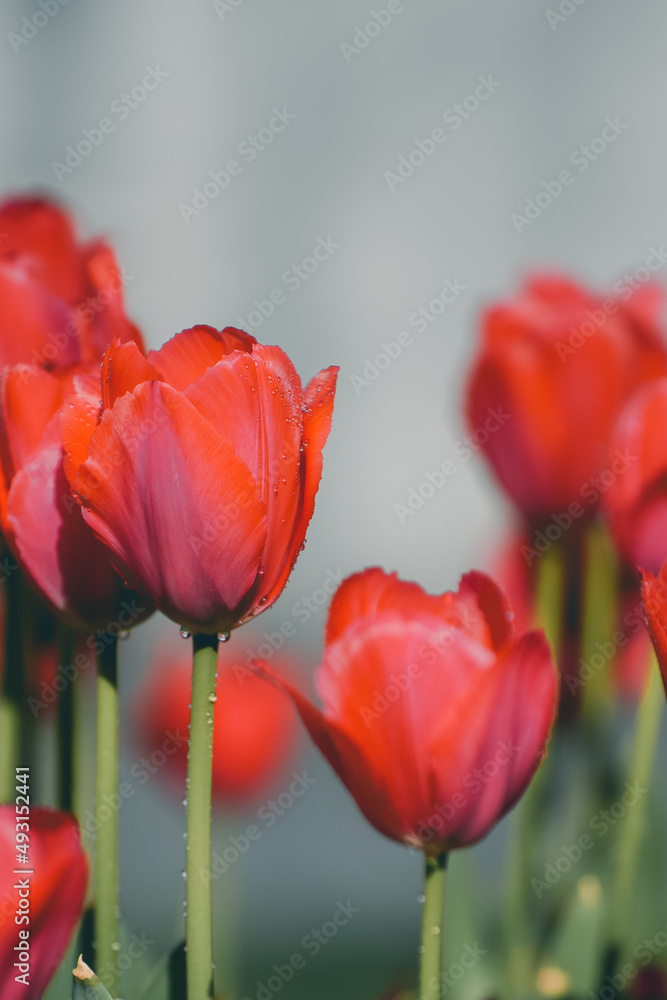 Fototapeta premium Tulips on the Bund of Shanghai