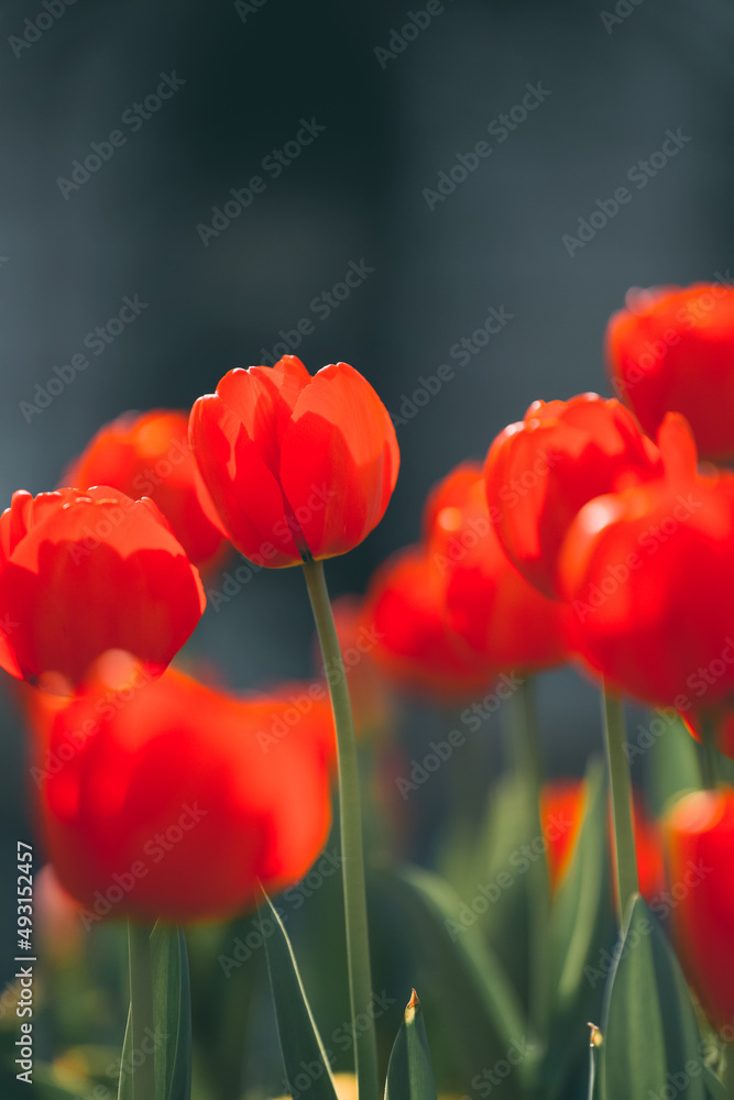 Obraz premium Tulips on the Bund of Shanghai
