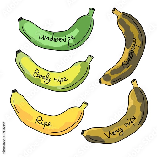 Banana ripeness levels vector illustration