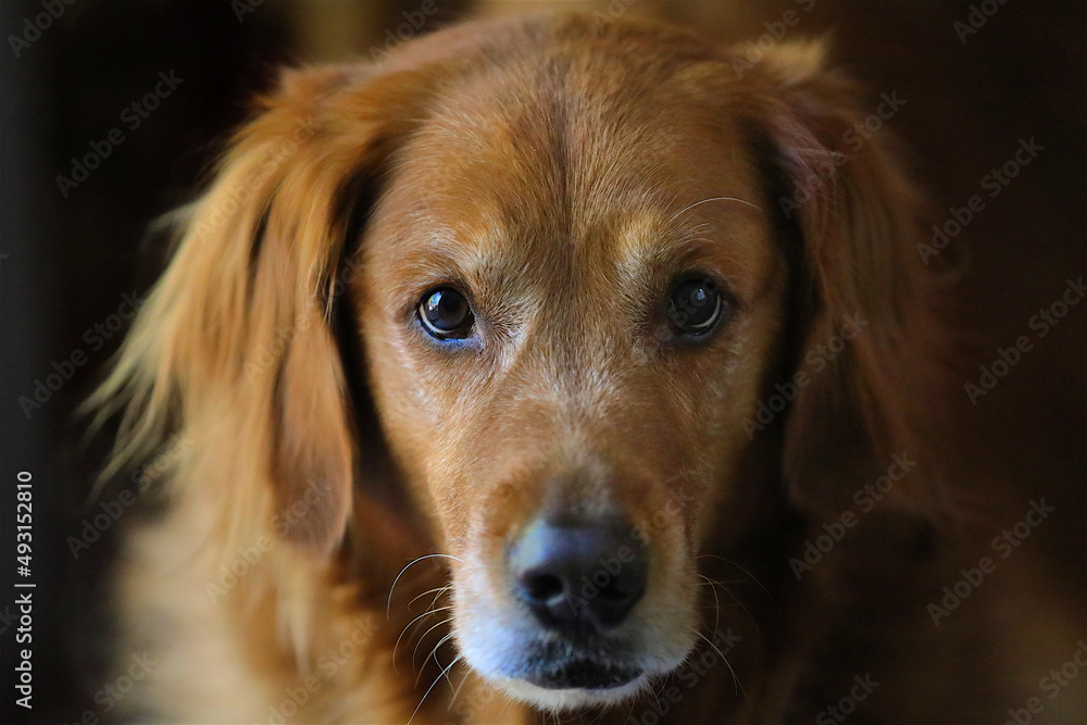 A beautiful Golden Retriever looks intensely at the camera in hopes that the photographer will provide them a treat with backlight brown coat