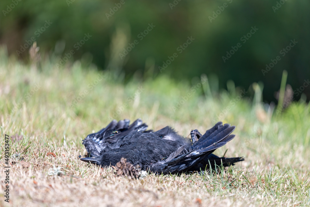 dead crow lying on dry summer lawn dead crow lying on dry summer lawn