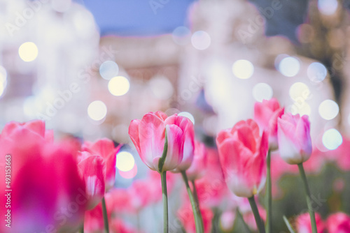 Tulips on the Bund of Shanghai are fantastic at night