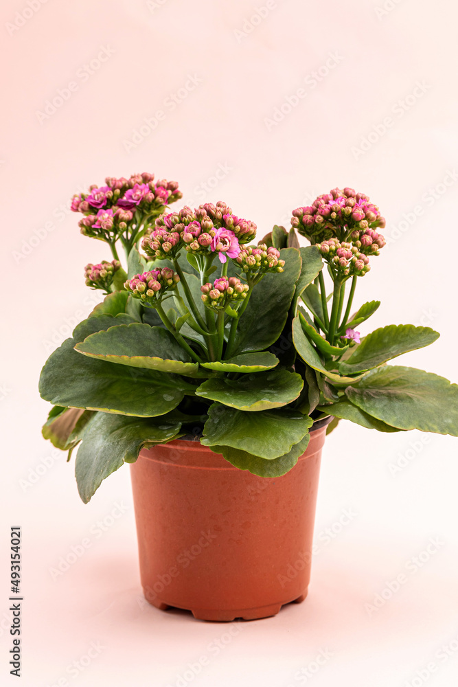Jonquil with beautiful pink petals Jonquil with beautiful pink petals