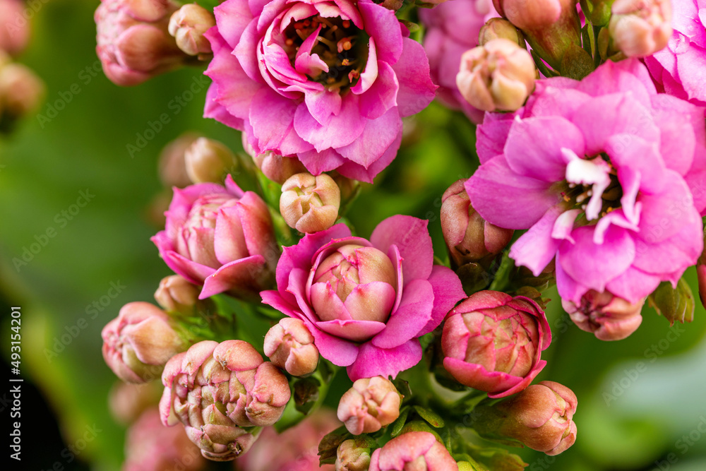 Jonquil with beautiful pink petals Jonquil with beautiful pink petals
