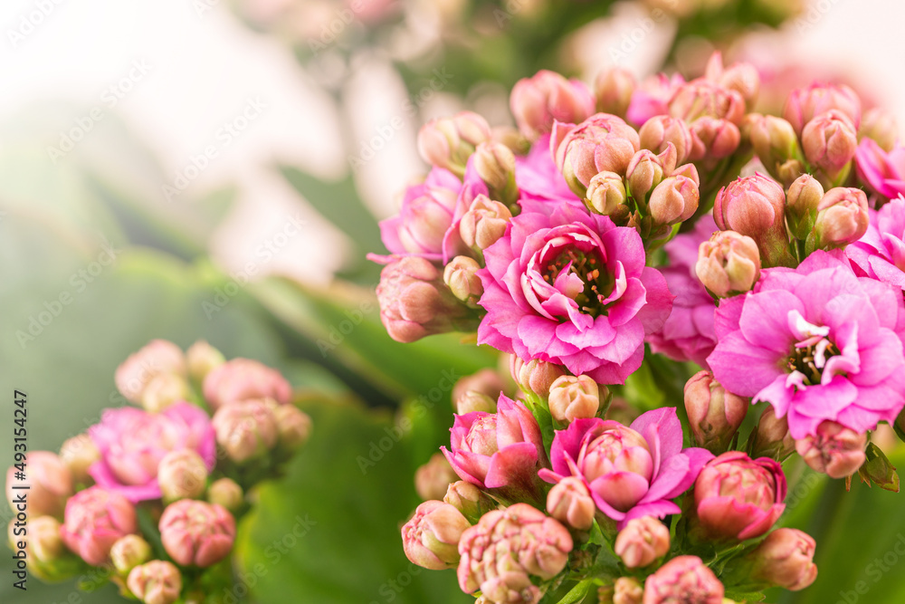 Jonquil with beautiful pink petals Jonquil with beautiful pink petals