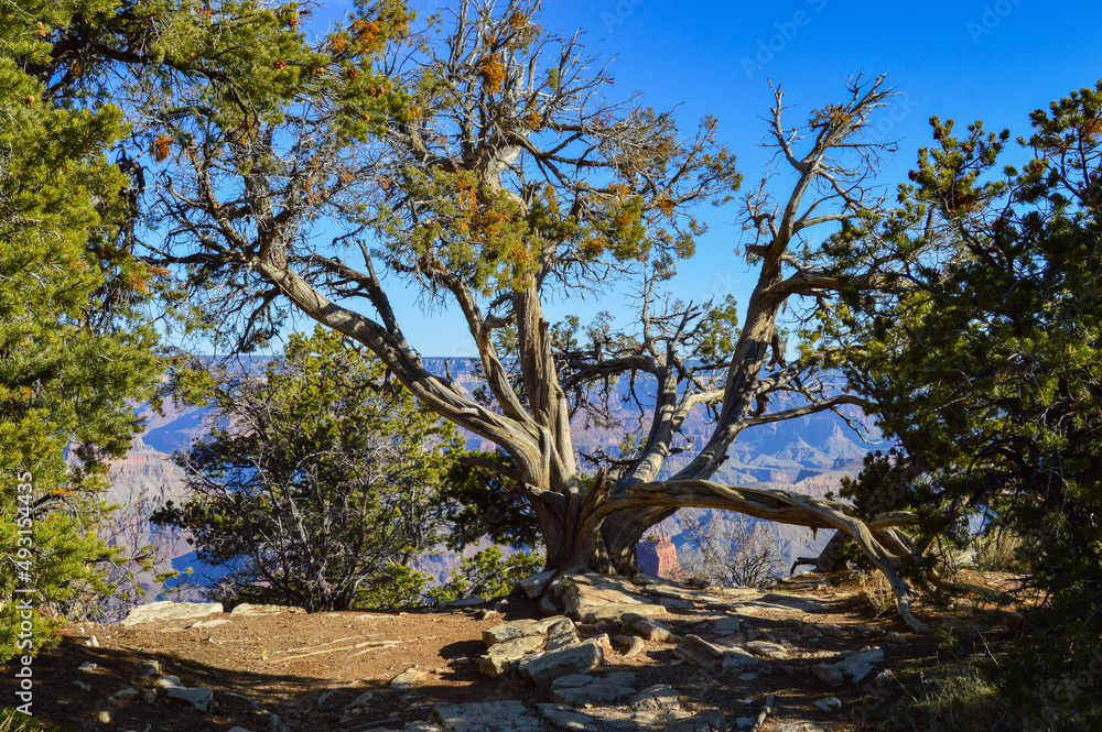 Craggy Twisted tree hanging onto its last years of life at the edge of the Grand Canyon near the South Rim Trail in the National Park. Craggy Twisted tree hanging onto its last years of life at the edge of the Grand Canyon near the South Rim Trail in the National Park.