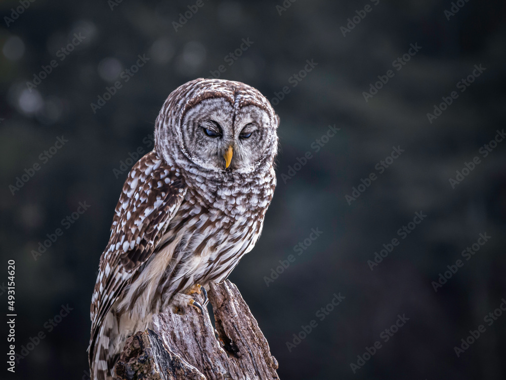 Fototapeta premium Barred owl perching on an old tree stump