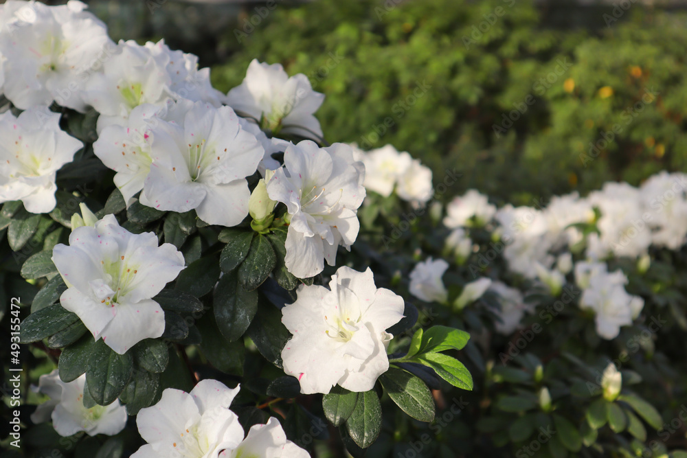 Azalea garden in full bloom. White Rhododendron flowers open buds with delicate petals among green foliage in daylight. Flowering bush in spring summer in the botanical garden, park. Floral background Azalea garden in full bloom. White Rhododendron flowers open buds with delicate petals among green foliage in daylight. Flowering bush in spring summer in the botanical garden, park. Floral background
