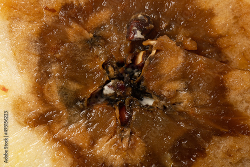 cut out section of an badly rotten apple close up photo