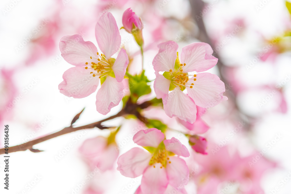 blooming cherry blossom in the morning at horizontal composition