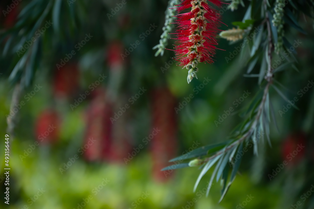 blooming bottlebush flower in Spring blooming bottlebush flower in Spring