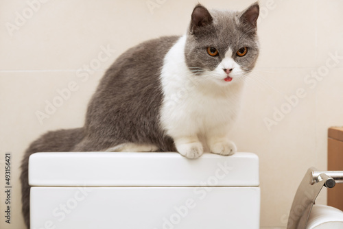 a cute british shorthair cat sitting on top of a water tank of a commode