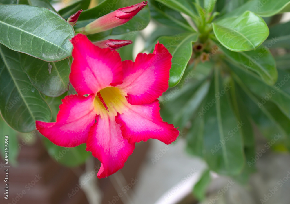 Pink adenium flowers with blur green leaves background. Pink adenium flowers with blur green leaves background.