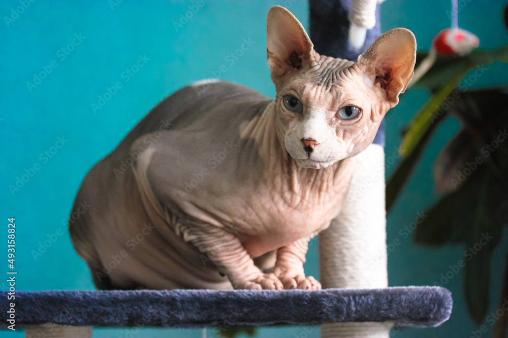 Adorable Canadian Sphynx cat is sitting on a claw tower, scratching post against blue wall indoors. Pet in a modern home interior. Unusual breed cat with blue eyes, white muzzle. A toy for cute cats.