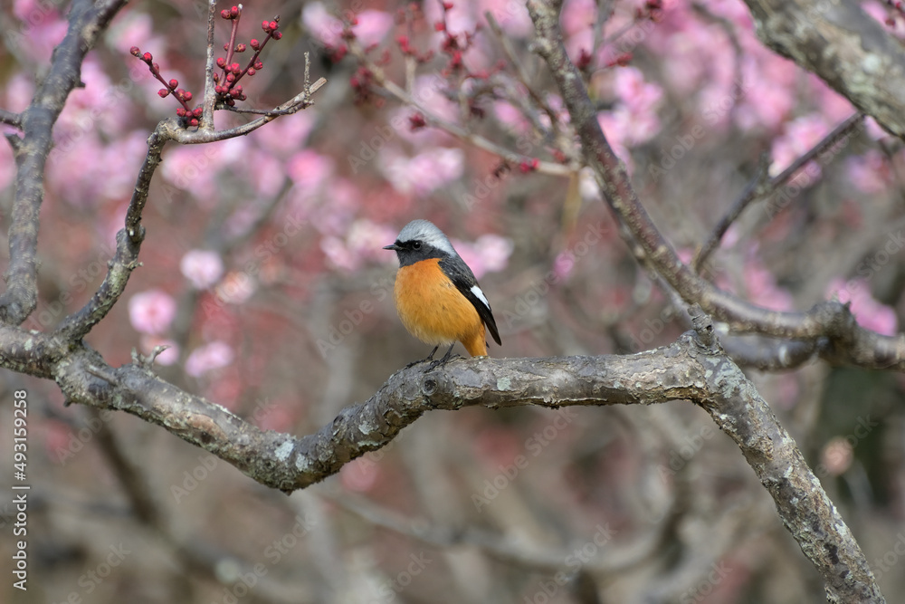 Fototapeta premium 紅梅が花盛りの梅林で、梅の枝にとまった雄のジョウビタキ