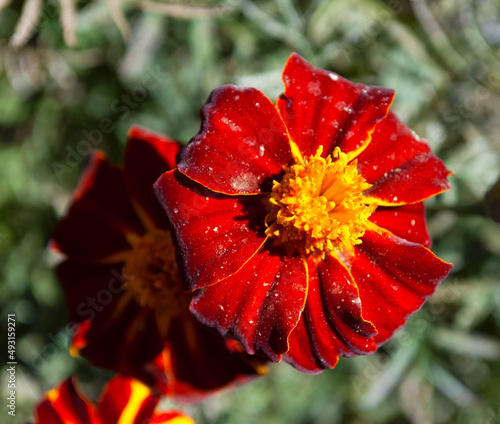 red flower,sharp flowers on a beautiful blur background photo