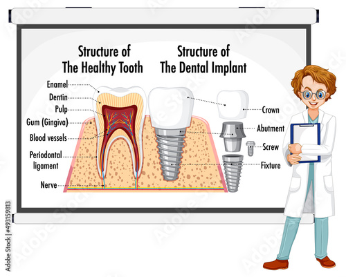 Infographic of human in structure of the healthy tooth
