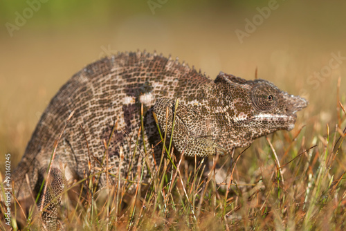 Chameleon Between wild Plants