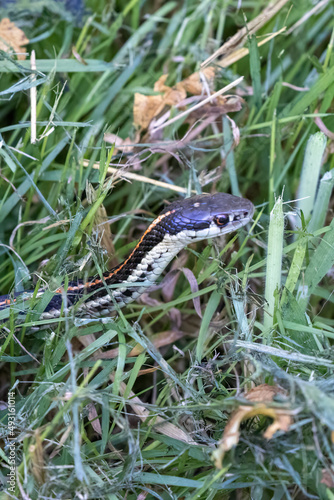 small striped snake in tall summer grasses