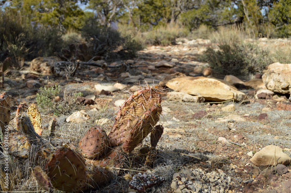 Cactus with long needles in red pink yellow tones in in rocky textured ground at Grand Canyon National Park South Rim Trail. Cactus with long needles in red pink yellow tones in in rocky textured ground at Grand Canyon National Park South Rim Trail.