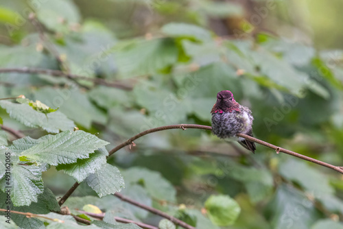 small pink headed humming bird perched on a branch photo