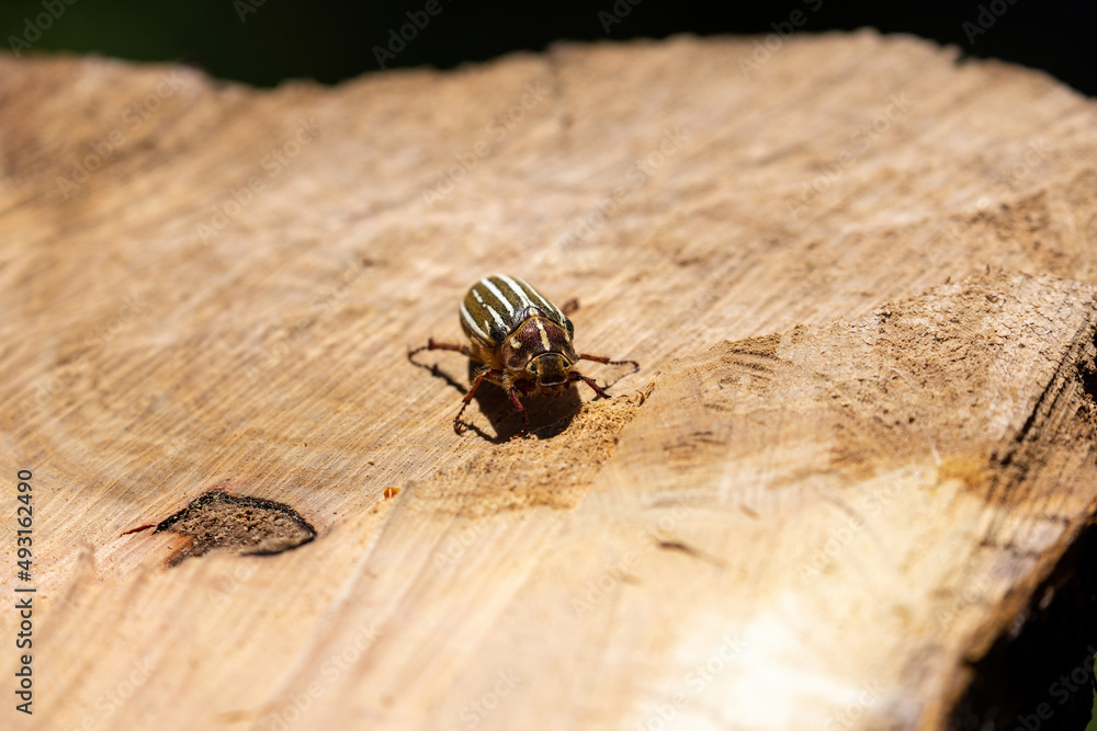 10 lined june beetle crawling on large stump - obrazy, fototapety, plakaty 