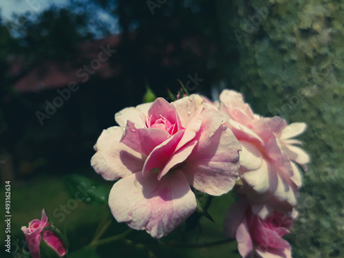 Pink Rose with Green Dark Background and Blur effect