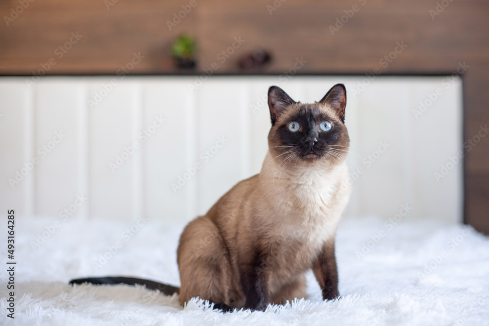 Fototapeta premium Beautiful Siamese cat with blue eyes. Purebred pet at home on a white bed.