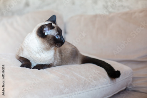 Beautiful Siamese cat with blue eyes. Purebred pet at home on a beige sofa. © Кристина Корнеева