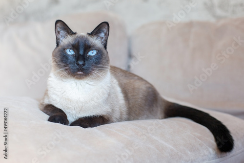 Beautiful Siamese cat with blue eyes. Purebred pet at home on a beige sofa. © Кристина Корнеева