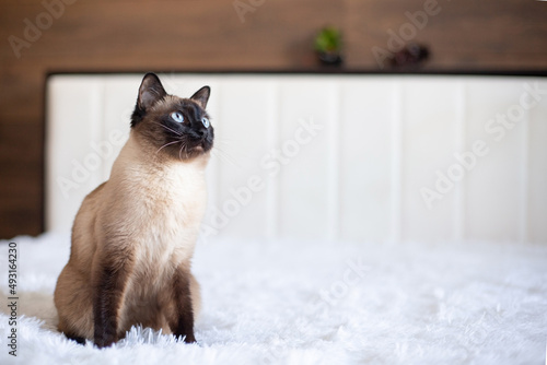 Beautiful Siamese cat with blue eyes. Purebred pet at home on a white bed. © Кристина Корнеева
