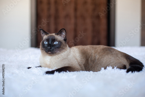 Beautiful Siamese cat with blue eyes. Purebred pet at home on a white bed.