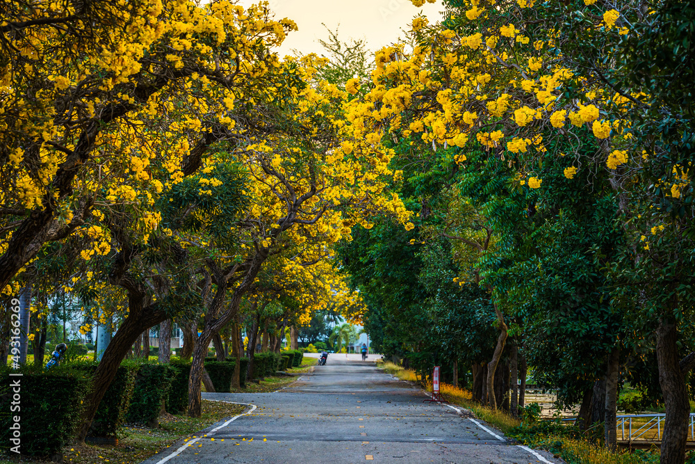 Naklejka premium Beautiful blooming Yellow Golden trumpet tree or Tabebuia aurea roadside of the Yellow that are blooming with the park in spring day in the garden and sunset sky background in Thailand.