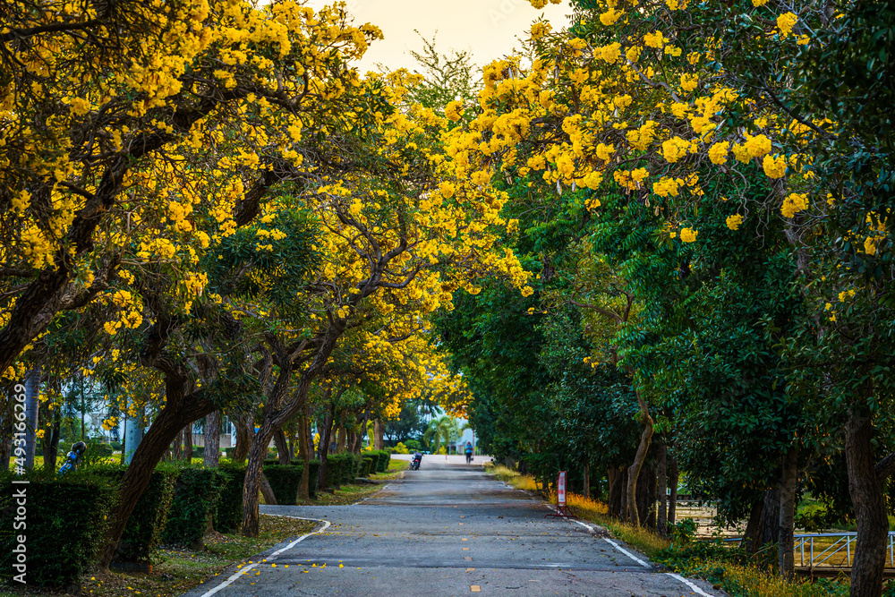 Beautiful blooming Yellow Golden trumpet tree or Tabebuia aurea roadside of the Yellow that are blooming with the park in spring day in the garden and sunset sky background in Thailand.