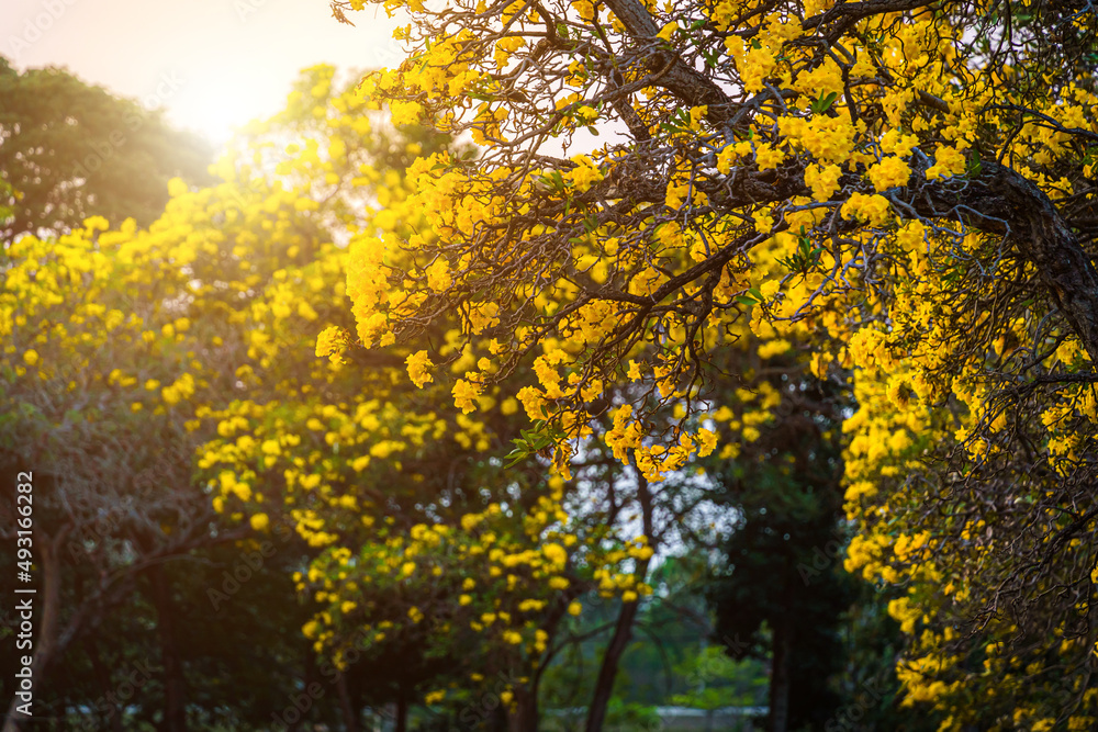 Fototapeta premium Beautiful blooming Yellow Golden trumpet tree or Tabebuia are blooming with the park in spring day in the garden and sunset blue sky background in Thailand.