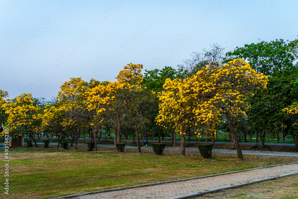 Naklejka premium Beautiful blooming Yellow Golden trumpet tree or Tabebuia aurea roadside of the Yellow that are blooming with the park in spring day in the garden and sunset sky background in Thailand.