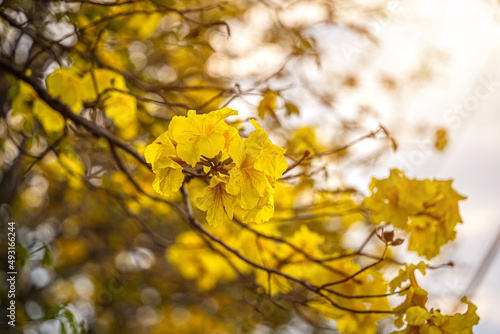 Beautiful blooming Yellow Golden trumpet tree or Tabebuia are blooming with the park in spring day in the garden and sunset blue sky background in Thailand. © Thinapob