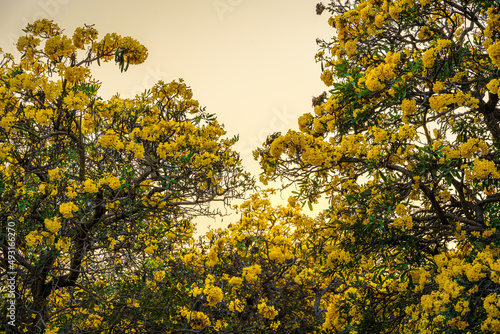Fototapeta Naklejka Na Ścianę i Meble -  Beautiful blooming Yellow Golden trumpet tree or Tabebuia are blooming with the park in spring day in the garden and sunset blue sky background in Thailand.