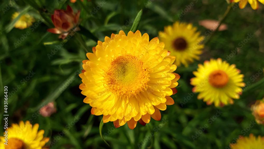 Yellow Xerochrysum bracteatum Flower or straw flowers 0r golden everlasting . Yellow Xerochrysum bracteatum Flower or straw flowers 0r golden everlasting .