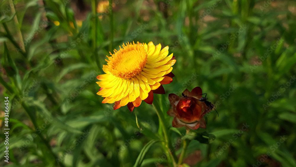 Yellow Xerochrysum bracteatum Flower or straw flowers 0r golden everlasting . Yellow Xerochrysum bracteatum Flower or straw flowers 0r golden everlasting .