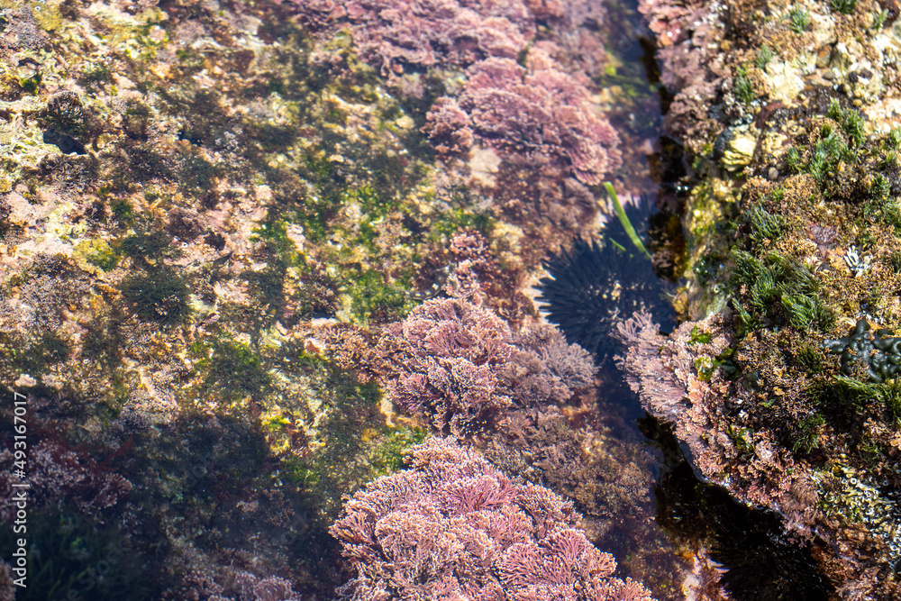 Ocean life visible under the sea water in the South coast of South Africa Ocean life visible under the sea water in the South coast of South Africa