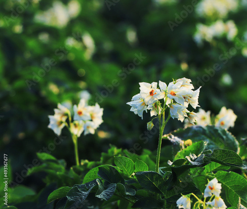 Potato flowers are beautiful white with yellow centers.