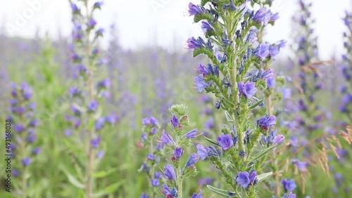 blue aromatic flower bloom of Agastache garden herb from hyssop and mint family. Nature floral background close up photo